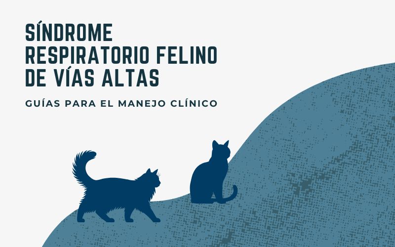 síndrome respiratorio felino de vías altas