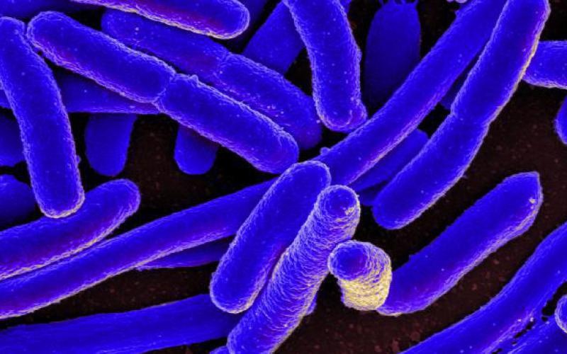 La OMS publica la lista de 'patógenos prioritarios' que requieren nuevos antibióticos