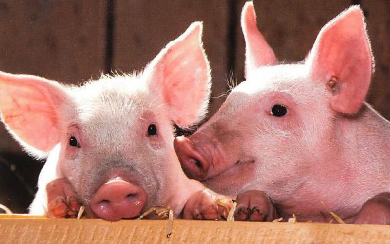 El Programa Reduce Colistina en porcino publica su primer informe de resultados