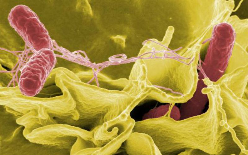 Los últimos datos de EFSA y ECDC confirman que la resistencia a los antimicrobianos en bacterias zoonóticas sigue siendo elevada