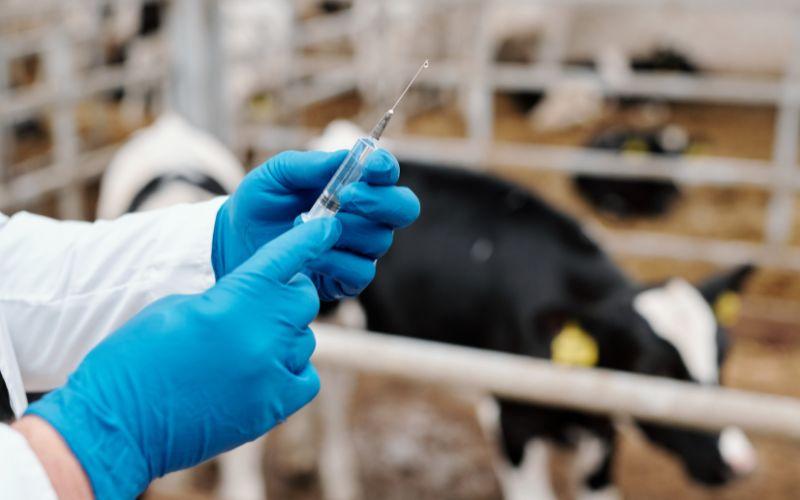 Antibióticos veterinarios primera linea