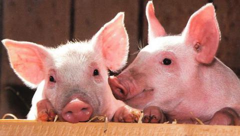 El Programa Reduce Colistina en porcino publica su primer informe de resultados